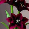 ali.haidar827