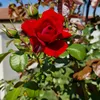 raffaele4677