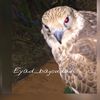 eyad_bajoudah