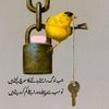 zulafi91