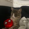 hamoodyspiderman