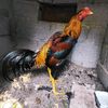 lslam.gujjar7