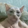 ragalik228