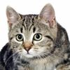 cutepetfan7