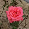 rocco0972