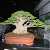 Bonsai Đặng Huỳnh