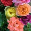 amal.awed0