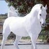 mouradghit0