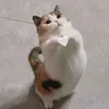 _chickenjoys_