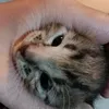 octopiaaa
