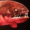 averagearkhamplayer