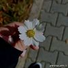 _nirvanabby