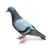 aichegachega_828