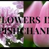 flowers_in_pishchane