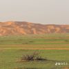 ziyd305