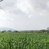 anjinkkkamuu