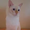 cate_mimi