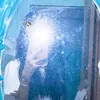 careynee