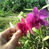 botuna_0719