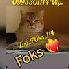 zoo_foks_114
