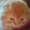 memeyellowcat