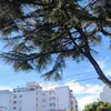 mamaniabiga