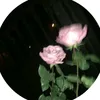 bellecomme_un.coeur