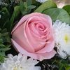 jacquelin7162