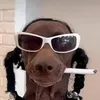 snergar
