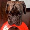 hennessytheboxer