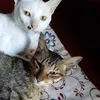 tsukkkmikaa