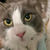 captaincat7567