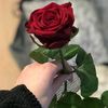masifmasif9457