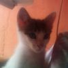 adrian.cubillos