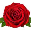 fatmaelmasry69