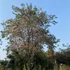 nammsnhuy