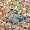 _misterwoodcock_