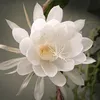 cactuskadupul2o1