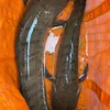 lamchirel0843919852gmail