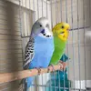 lovebirds_672