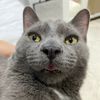 konstantinkitty