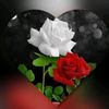 user8458291673814