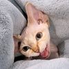 mycatrexy