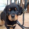 serafimadogmom