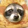 fat_raccoon007