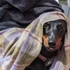 zedlaprincessdachshund