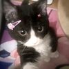 kittenswettie_