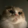 cuoivlogg