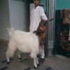 mian.sikander.ali