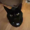 mollya_rvid